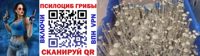 Галлюциногенные грибы прущие грибы  Георгиевск 